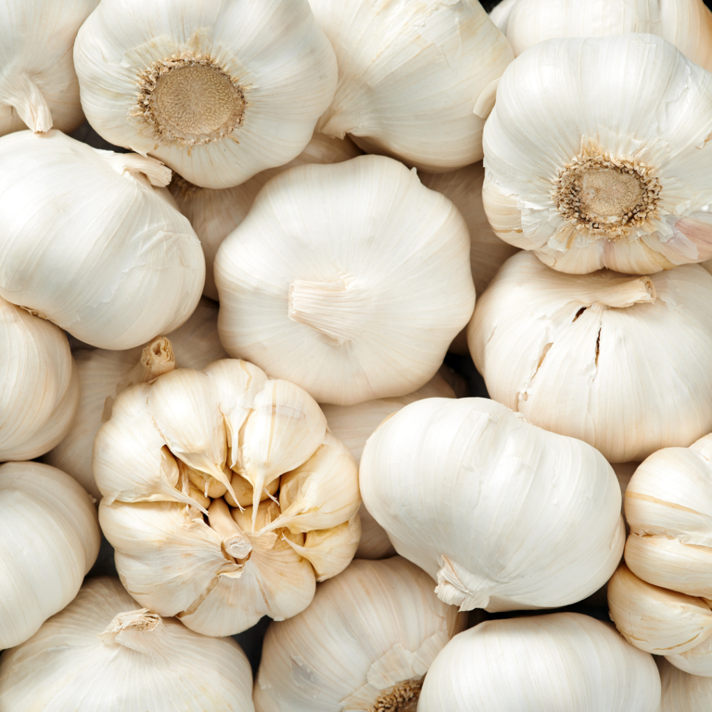Trusted Garlic Exporter and Supplier from India